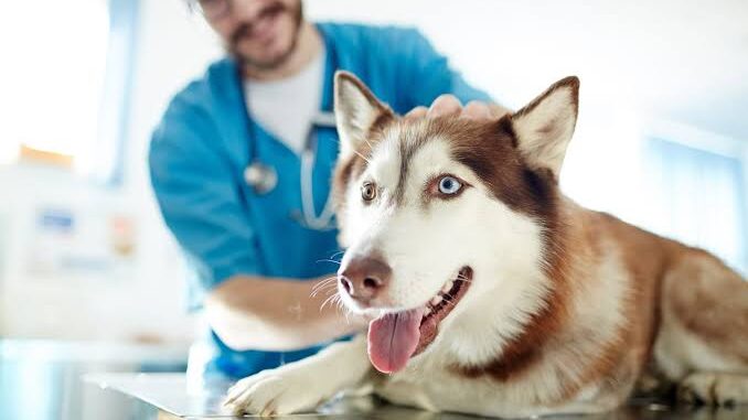 How to Create a Budget Friendly Pet Care Routine How to Create a Budget Friendly Pet Care Routine