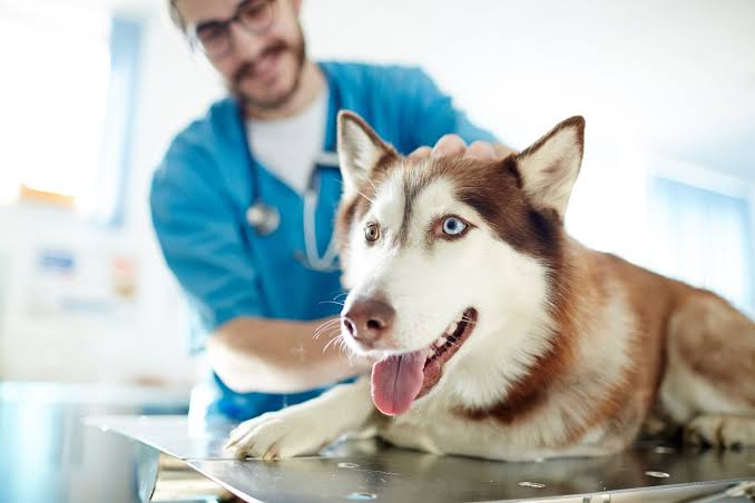 How to Create a Budget Friendly Pet Care Routine