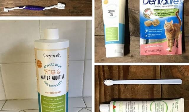The Best Dental Care Products for Cats The Best Dental Care Products for Cats