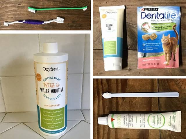 The Best Dental Care Products for Cats