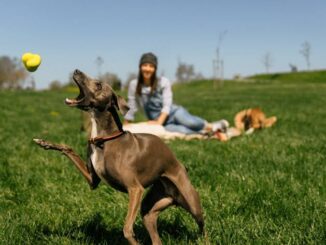 How to Teach Your Dog to Play Fetch