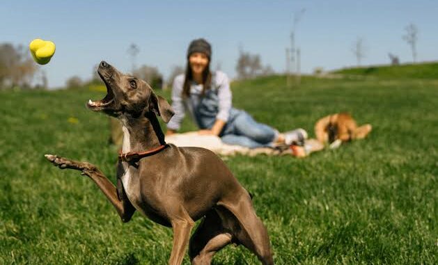 How to Teach Your Dog to Play Fetch How to Teach Your Dog to Play Fetch