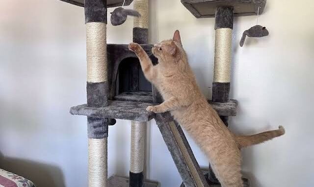 The Top 5 Cat Trees for Active Felines in 2025 The Top 5 Cat Trees for Active Felines in 2025