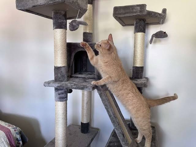 The Top 5 Cat Trees for Active Felines in 2025