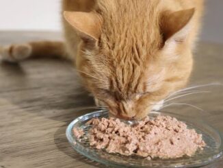 Understanding Hypoallergenic Cat Foods