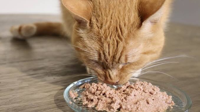 Understanding Hypoallergenic Cat Foods Understanding Hypoallergenic Cat Foods