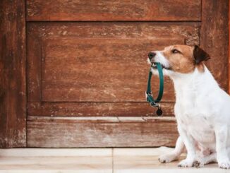 How to Choose the Right Collar for Your Dogs