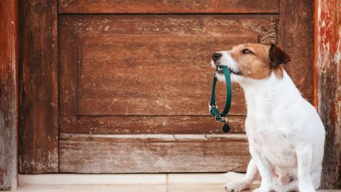 How to Choose the Right Collar for Your Dogs How to Choose the Right Collar for Your Dogs