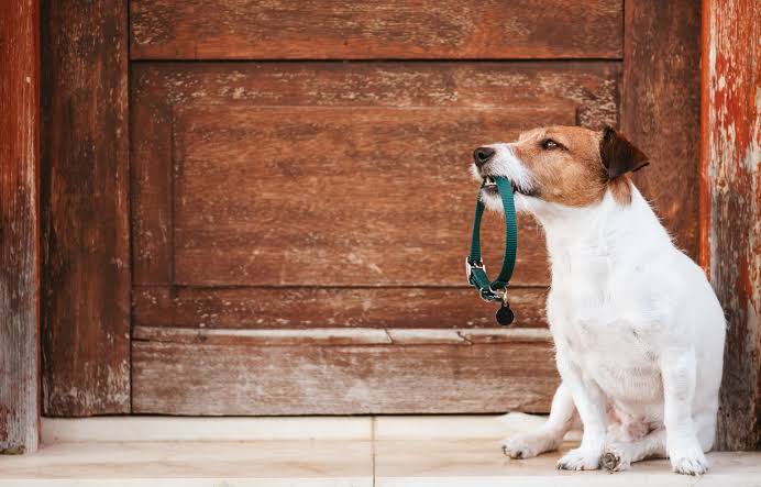 How to Choose the Right Collar for Your Dogs