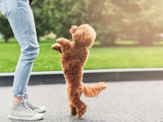 10 Fun Tricks to Teach Your Dog