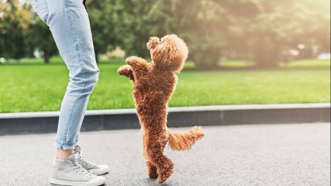 10 Fun Tricks to Teach Your Dog 10 Fun Tricks to Teach Your Dog