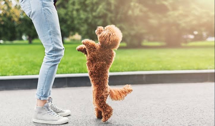 10 Fun Tricks to Teach Your Dog
