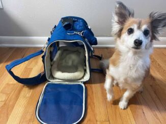 Best Pet Carriers for Air Travel in 2025