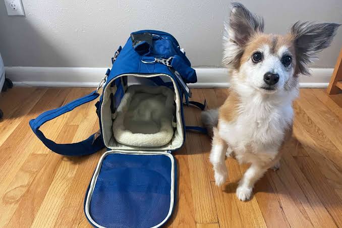 Best Pet Carriers for Air Travel in 2025