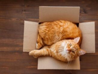 Why Your Cat Loves Boxes and How to Use Them