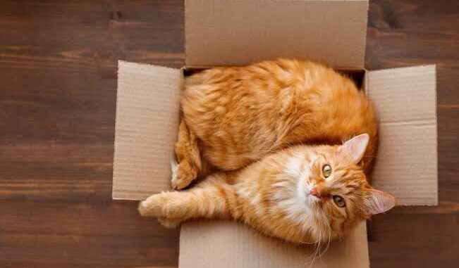 Why Your Cat Loves Boxes and How to Use Them Why Your Cat Loves Boxes and How to Use Them