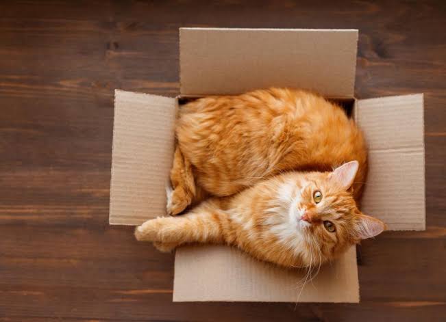 Why Your Cat Loves Boxes and How to Use Them