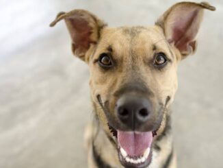 7 Signs Your Dog Is Happy and Healthy