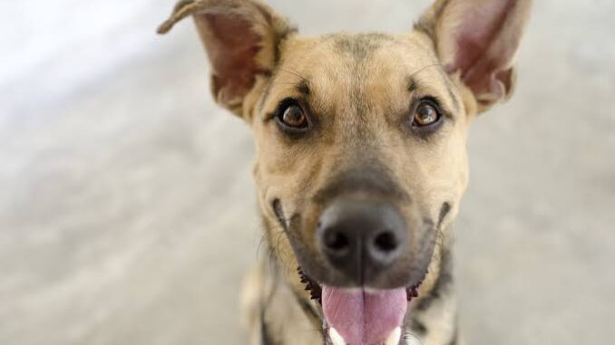 7 Signs Your Dog Is Happy and Healthy 7 Signs Your Dog Is Happy and Healthy