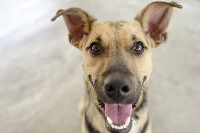 7 Signs Your Dog Is Happy and Healthy