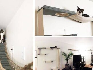 Why Cats Need Vertical Space in Your Home