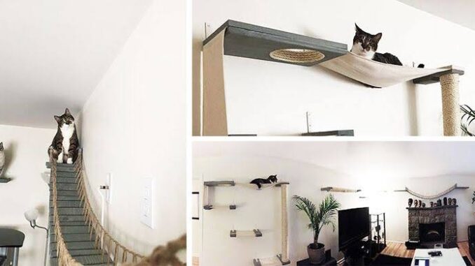 Why Cats Need Vertical Space in Your Home Why Cats Need Vertical Space in Your Home