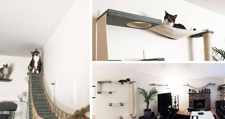 Why Cats Need Vertical Space in Your Home