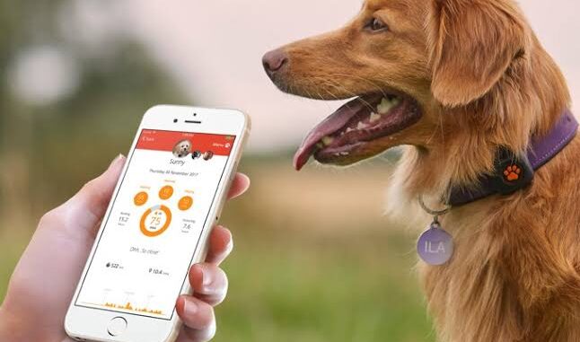 Best Pet Apps for Tracking Health and Vet Visits in 2025 Best Pet Apps for Tracking Health and Vet Visits in 2025