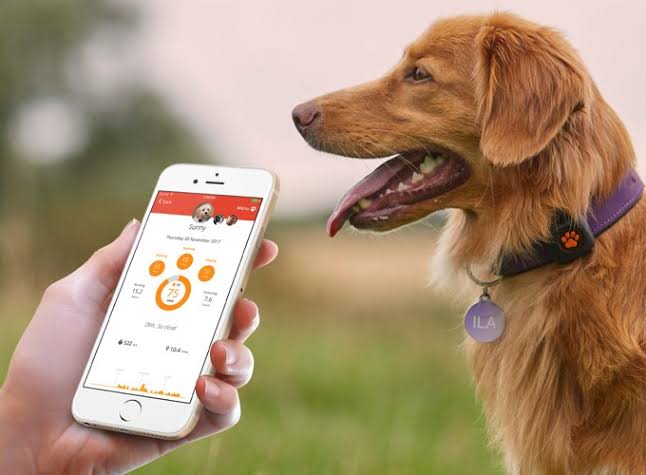Best Pet Apps for Tracking Health and Vet Visits in 2025
