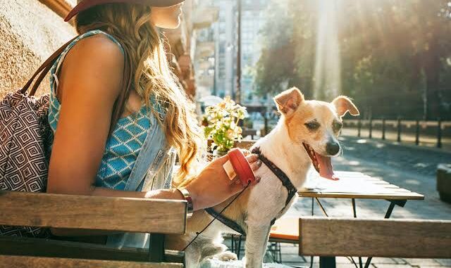 10 Dog-Friendly Vacation Spots for 2025 10 Dog-Friendly Vacation Spots for 2025