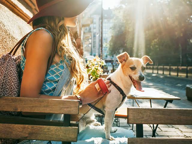 10 Dog-Friendly Vacation Spots for 2025