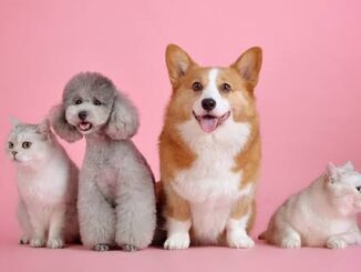 How to Choose the Right Pet for Your Lifestyle
