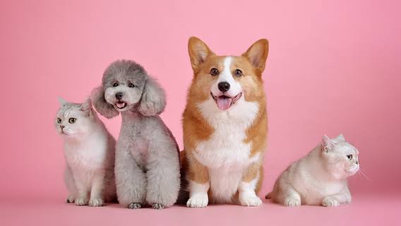 How to Choose the Right Pet for Your Lifestyle How to Choose the Right Pet for Your Lifestyle