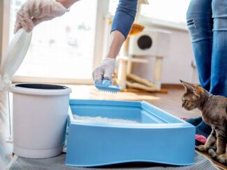 How to Clean Your Cat’s Litter Box Like a Pro