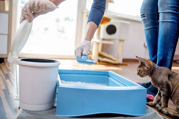 How to Clean Your Cat’s Litter Box Like a Pro