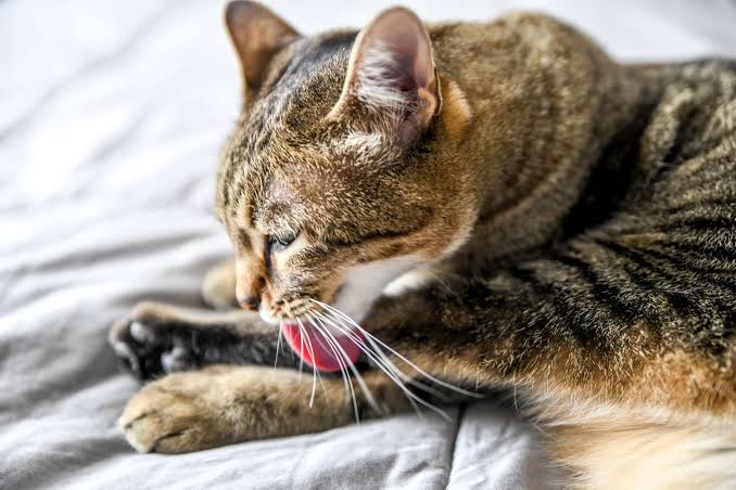 Why Cats Groom Themselves and When to Intervene