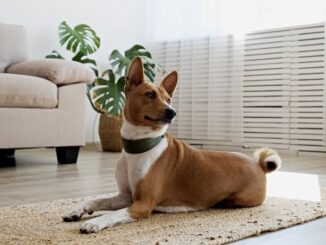 Top Dog Breeds for Apartment Living in 2025