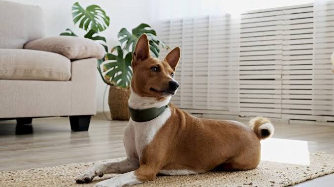 Top Dog Breeds for Apartment Living in 2025 Top Dog Breeds for Apartment Living in 2025