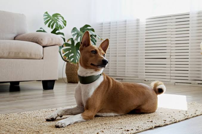 Top Dog Breeds for Apartment Living in 2025