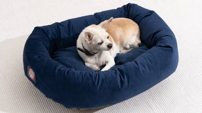 The Best Dog Beds for Joint Support The Best Dog Beds for Joint Support