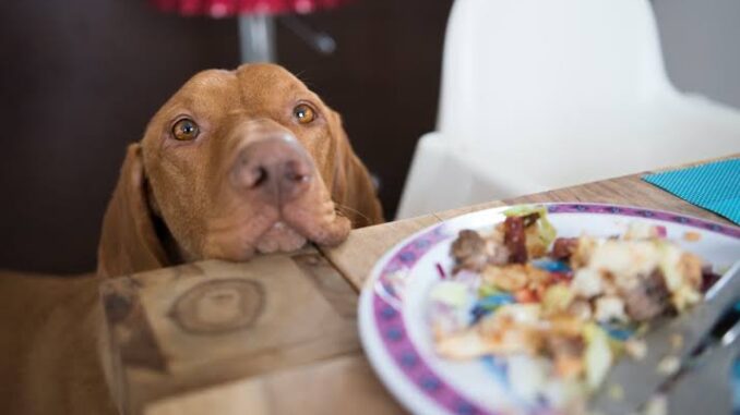 How to Stop Your Dog from Begging for Food How to Stop Your Dog from Begging for Food