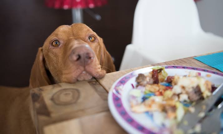 How to Stop Your Dog from Begging for Food