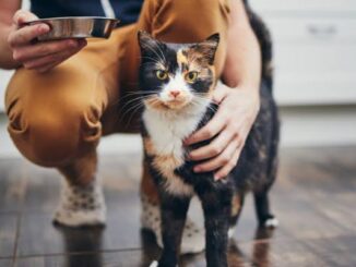 5 Common Mistakes New Cat Owners Make