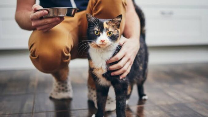 5 Common Mistakes New Cat Owners Make 5 Common Mistakes New Cat Owners Make