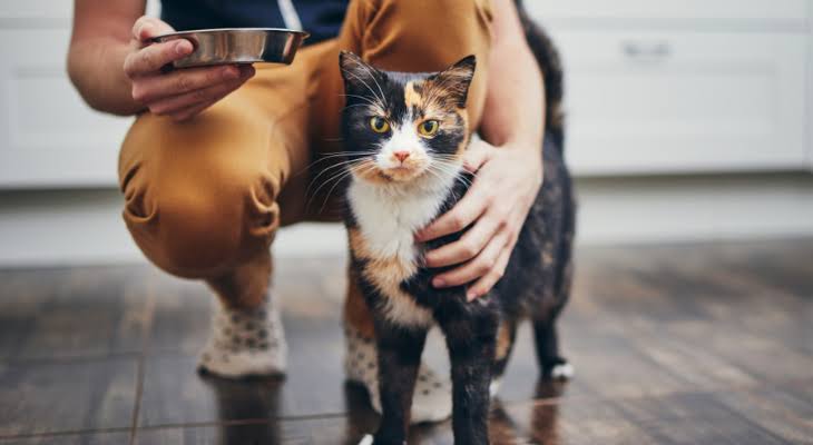 5 Common Mistakes New Cat Owners Make
