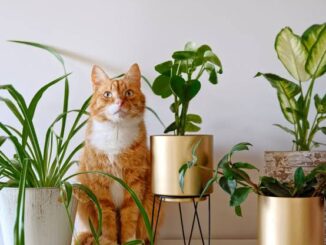 The Best Indoor Plants That Are Safe for Cats