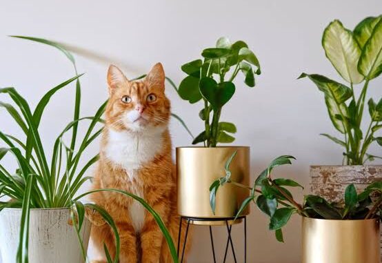 The Best Indoor Plants That Are Safe for Cats The Best Indoor Plants That Are Safe for Cats