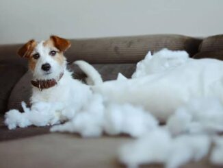 How to Prevent Separation Anxiety in Dogs