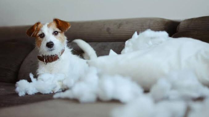 How to Prevent Separation Anxiety in Dogs How to Prevent Separation Anxiety in Dogs