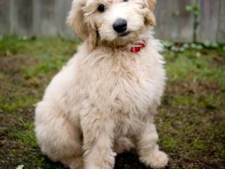 Best Hypoallergenic Dog Breeds for Allergy Sufferers